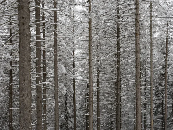 Paisagem Nevada Uma Floresta — Fotografia de Stock