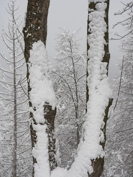 Snowy Krajobraz Lesie — Zdjęcie stockowe