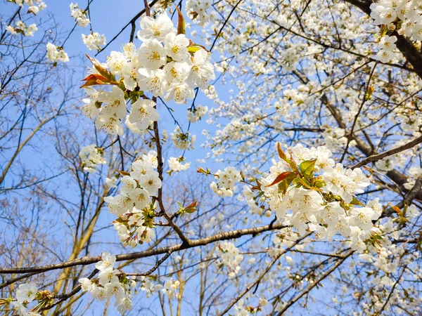 Fleurs Cerisier Sauvage Fleur — Photo