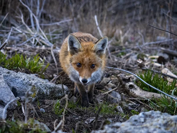 Close Fox Wild — Stock Photo, Image