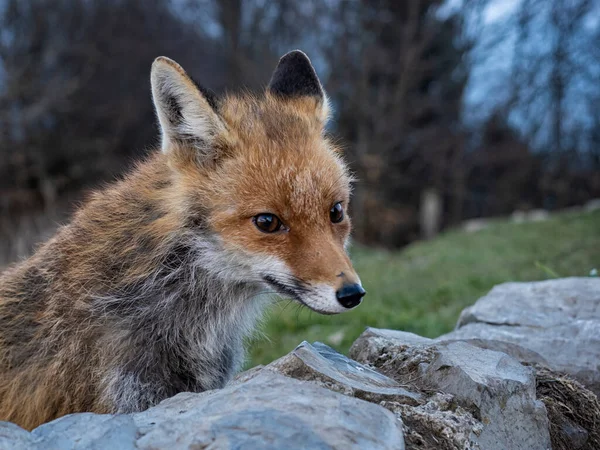 狐狸在野外的特写 — 图库照片
