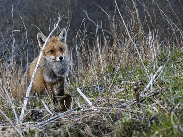 야생의 여우의 — 스톡 사진