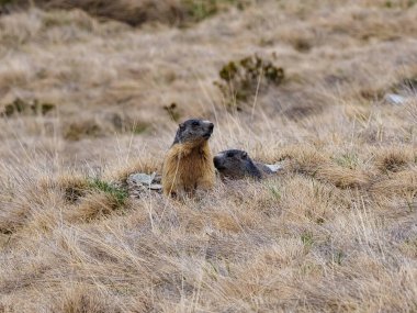 İtalyan Alplerinde Marmot