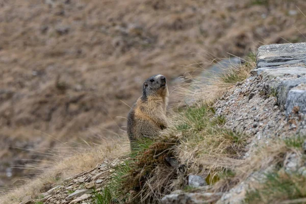 Marmot Olaszországi Alpokban — Stock Fotó