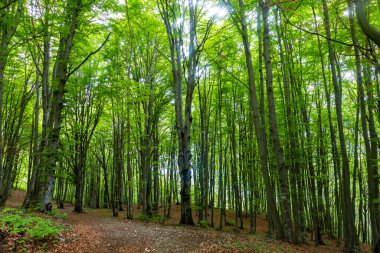 Alpler ormanındaki ağaçlar