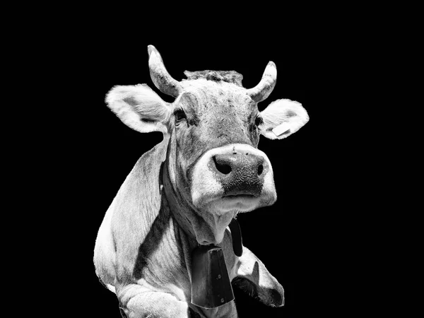 Głowa Krowy Zbliżenie Czerni Bieli — Zdjęcie stockowe