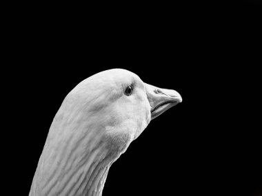 Beyaz kaz kafası siyah-beyaz.