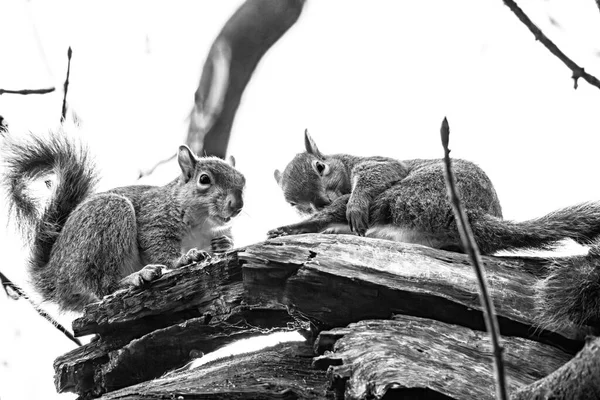 Écureuils Sur Une Branche Noir Blanc — Photo