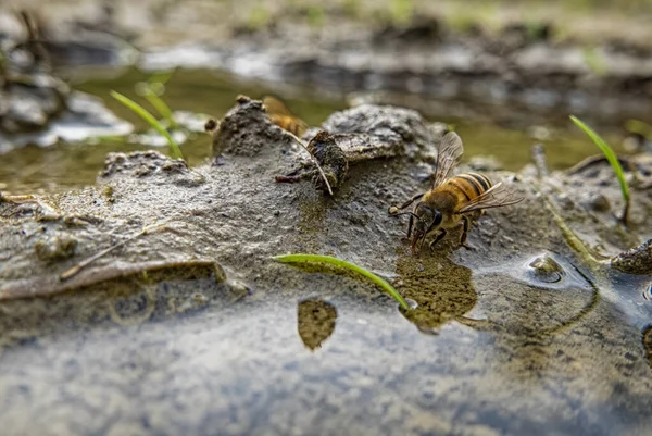 Пчела Питьевая Вода Луже — стоковое фото