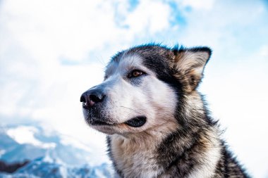 Alaskan malamute close-up of the head