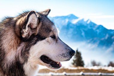 Alaskan malamute close-up of the head