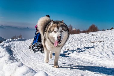 Kızak yarışması sırasında Alaska Malamute 'nin yakın çekimi