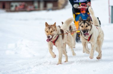 Yarışma sırasında kızak köpek sahnesi