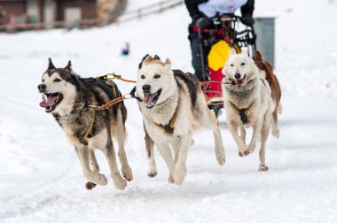 Yarışma sırasında kızak köpek sahnesi