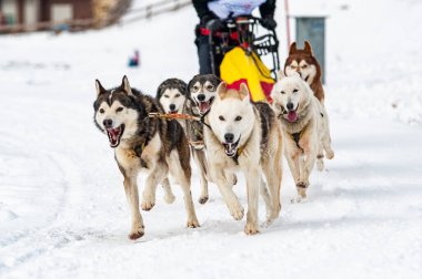 Yarışma sırasında kızak köpek sahnesi