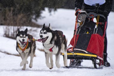 Yarışma sırasında kızak köpek sahnesi