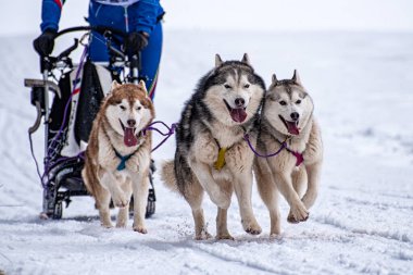 Yarışma sırasında kızak köpek sahnesi