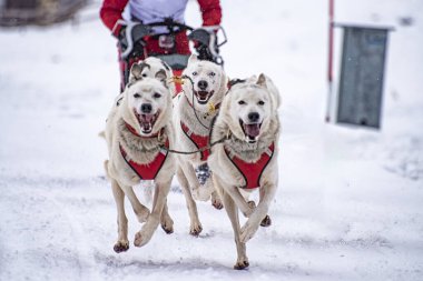 Yarışma sırasında kızak köpek sahnesi