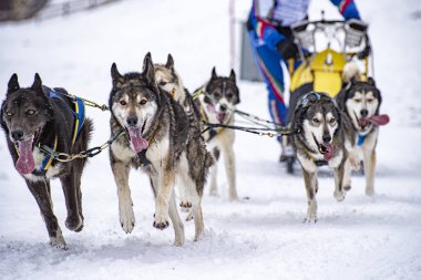 Yarışma sırasında kızak köpek sahnesi