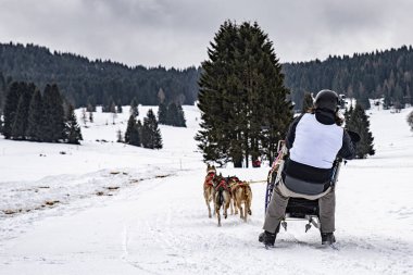 Yarışma sırasında kızak köpek sahnesi