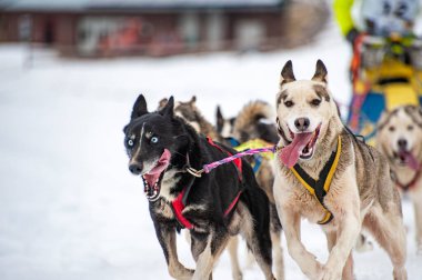 Yarışma sırasında kızak köpek sahnesi