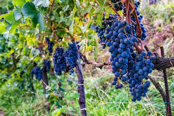 Druiven Een Wijngaard Het Oogstseizoen — Stockfoto