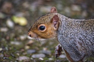 Bir Amerikan sincabının yakın çekimi.