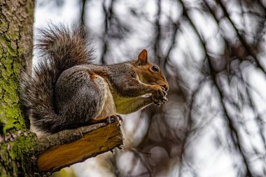 Bir Amerikan sincabının yakın çekimi.