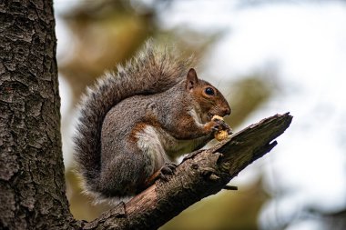 Bir Amerikan sincabının yakın çekimi.