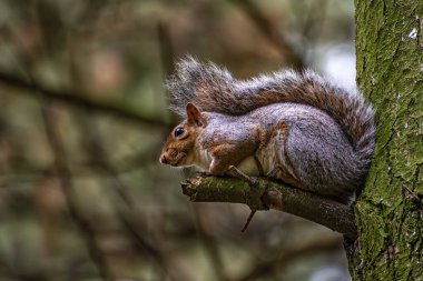 Bir Amerikan sincabının yakın çekimi.