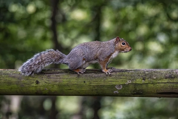 stock image Close-up of an american squirrel