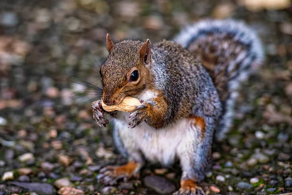 Nahaufnahme Eines Amerikanischen Eichhörnchens — Stockfoto