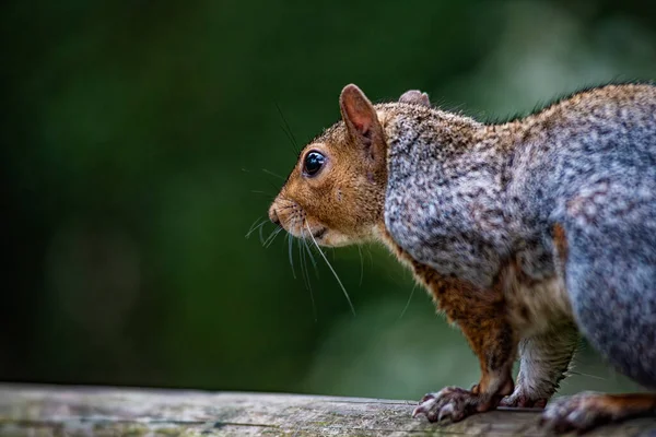 Nahaufnahme Eines Amerikanischen Eichhörnchens — Stockfoto