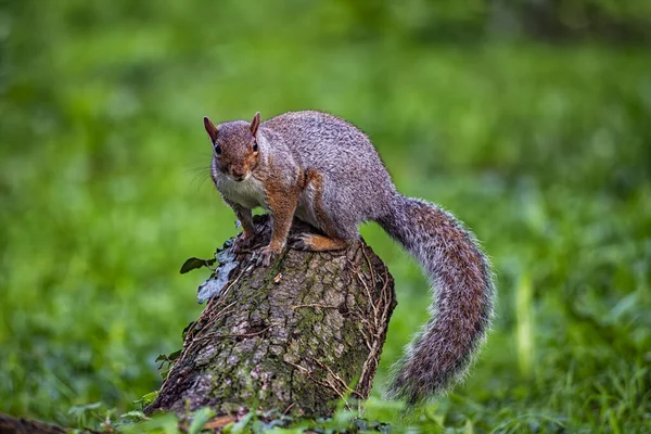 stock image Close-up of an american squirrel