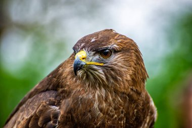 Bir şahinin başına yakın plan.