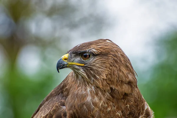 stock image Close-up of the head of an hawk