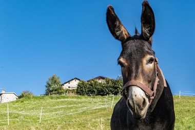 Kırsal kesimde eşeğin yakın çekimi.