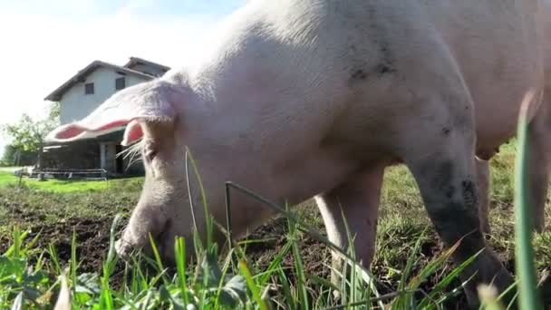 Close Pig Eating Grass — Stock Video