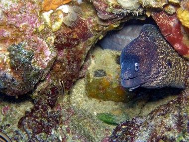 Kızıl denizdeki Moray yılan balığı