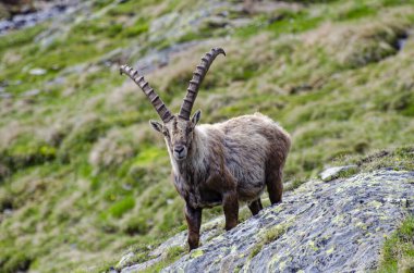 Alplerdeki bir kayanın üzerinde bir dağ keçisinin yakın çekimi.