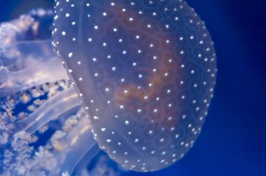 Akvaryumdaki bir denizanasının yakın çekimi