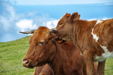 İnek kafasının yakın çekimi.