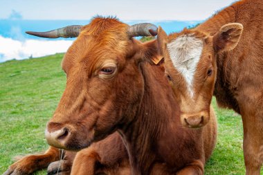 İnek kafasının yakın çekimi.