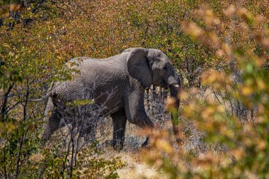 Ethosha Ulusal Parkı 'ndaki fil.
