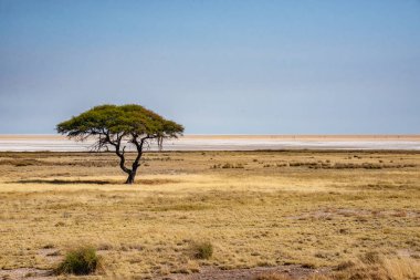 Etosha Ulusal Parkı 'nın manzarası