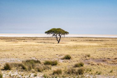 Etosha Ulusal Parkı 'nın manzarası