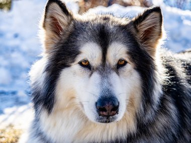 Alaskan malamute close-up of the head