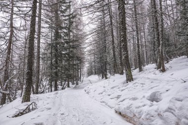 Bir kar yağışı sırasında İtalyan Alpleri 'nin ormanında karlı bir manzara.