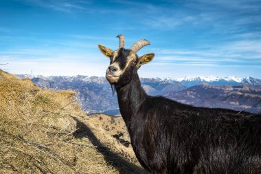 Alplerdeki bir keçinin yakın çekimi
