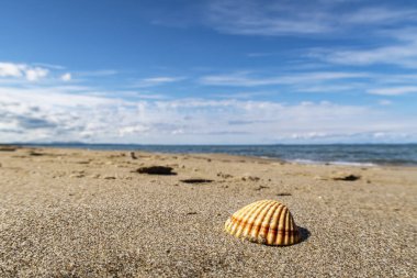 Akdeniz kıyısında deniz kabuğu.